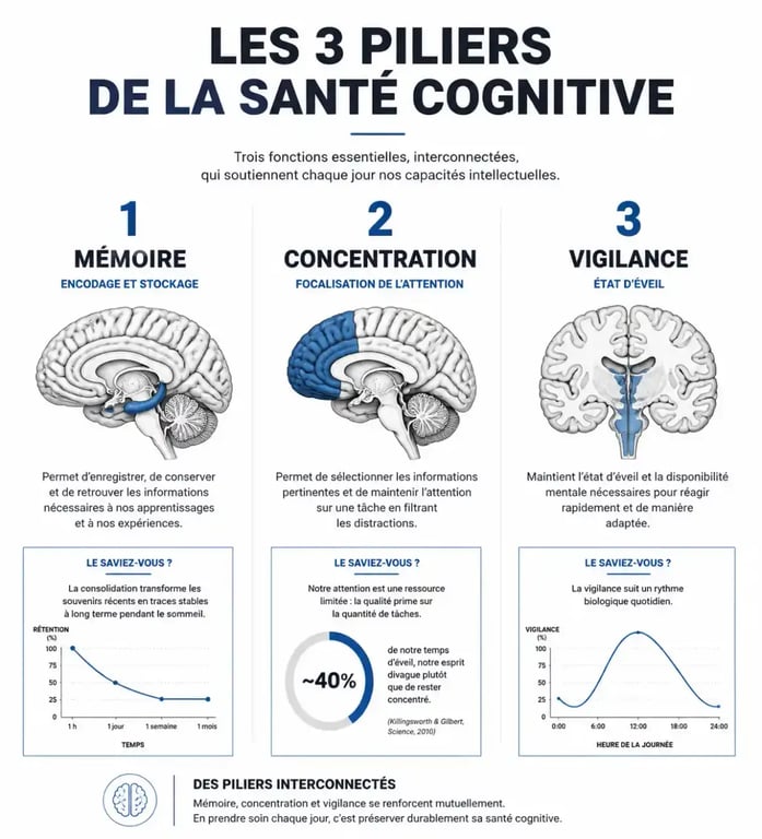 Infographie sur les fonctions cognitives : mémoire, concentration et vigilance pour le choix d'un complément alimentaire mémoire